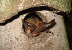 Bat in hole